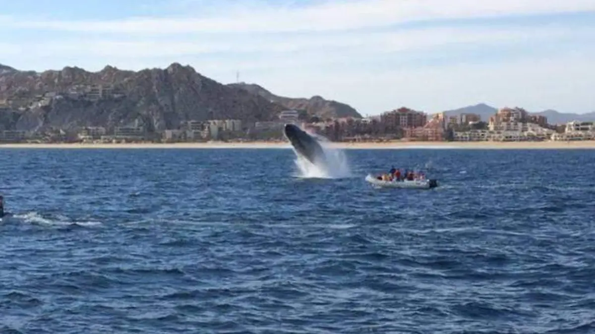 Arribo de ballenas en Los Cabos